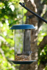 Juniper titmouse,Baeolophus ridgwayi, and bird table