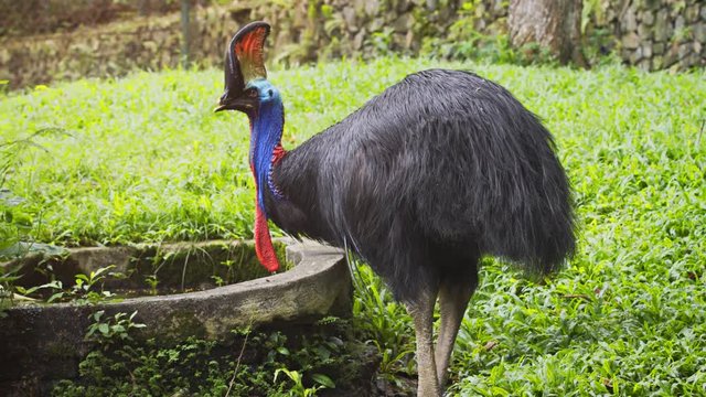 Southern Cassowary Drinks from Cement Basin