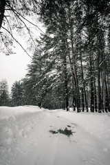 Snow-covered country road in the winter pine forest