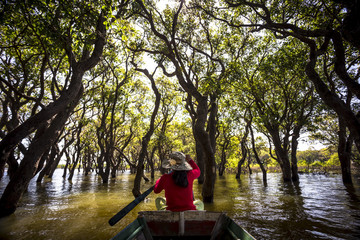 Siem Reap Tonle Sap Kompong Phluk boat ride under the Siem Reap Tonle Sap Kompong Phluk mangrove...