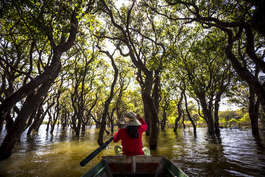 Siem Reap Tonle Sap Kompong Phluk boat ride under the Siem Reap Tonle Sap Kompong Phluk mangrove boat ride under the canopy of mangrove trees