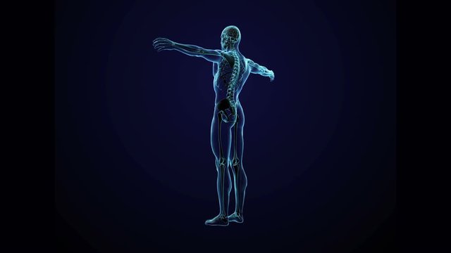 Human body model
