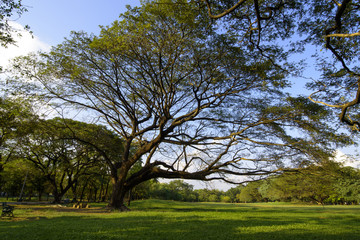 Fototapeta na wymiar Big Tree in the green park.