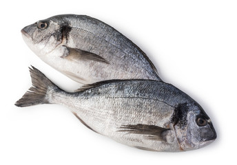 fresh dorado fish