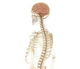 Brain and skeleton, human anatomy. Medically accurate 3D illustration