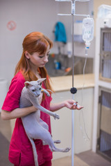 Hairless sphinx cat with beautiful veterinarian doctor. Veterinary clinic.