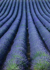 Plakat lavender field in Provence