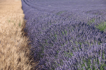 Field of lavender and wheat field, selective focus