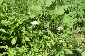 Flowers of potatoes on a bush. Flowering potatoes. White flowers.