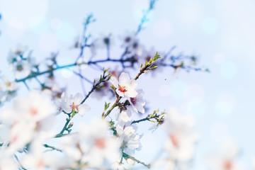 Spring blossoming white spring flowers