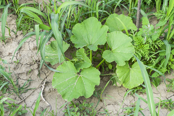 Leaves of a pumpkin. The melon crop.