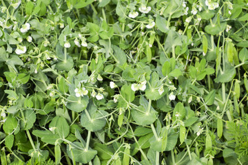 Pea beds in the garden. Green leaves and pea pods. Green pea.