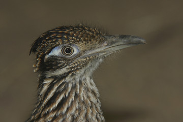Rennkuckuck (Geococcyx velox) Portrait
