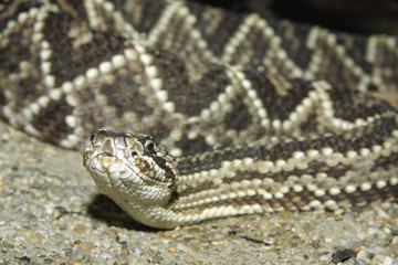 Tropische Klapperschlange, Südamerikanische Klapperschlange, Crotalus durissus