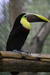 Swainson-Tukan  (Ramphastos swainsonii)