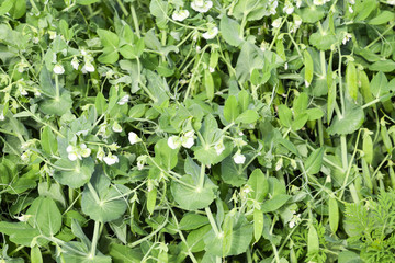 Pea beds in the garden. Green leaves and pea pods. Green pea.