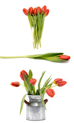 Red tulips in the vase isolated white