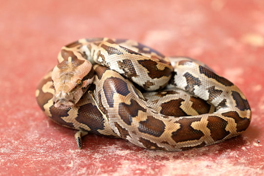 Baby Tigerpython in Sri Lanka