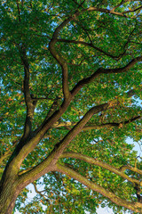 Big green oak tree branches