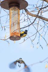 Fototapeta premium great tits on bird feeder on tree winter time