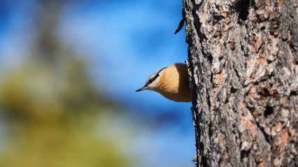 Nuthatch perched on a trunk