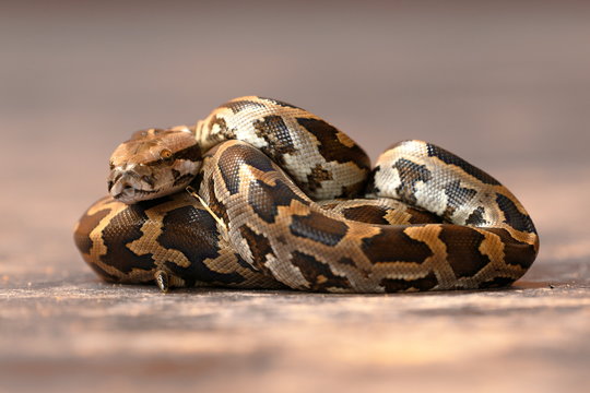 Baby Tigerpython in Sri Lanka