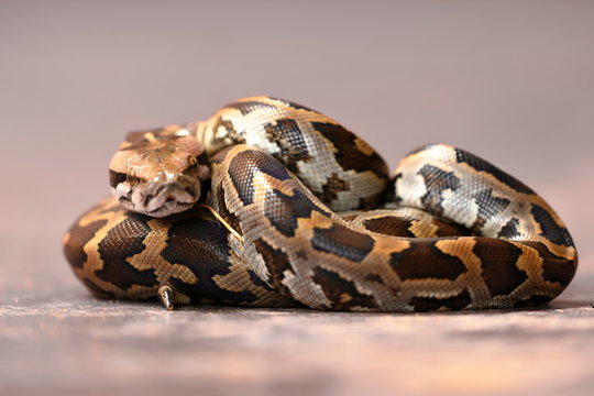 Baby Tigerpython in Sri Lanka