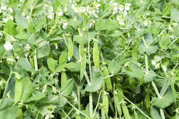 Pea beds in the garden. Green leaves and pea pods. Green pea.