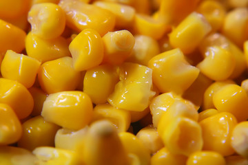 sweet corn close-up. background.