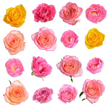 Set of different roses isolated on white background