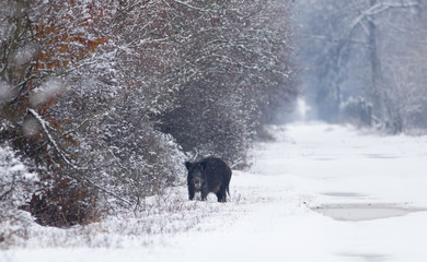 Wild boar on snow