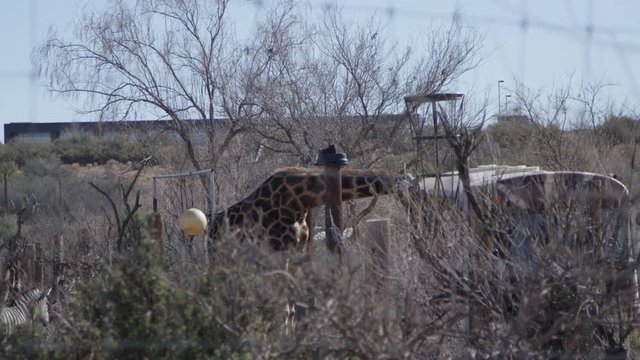 Giraffe approaching school bus full of tourists