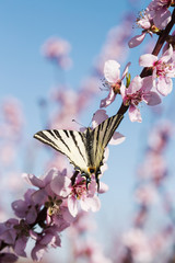 Butterfly on Fruit Tree Flower