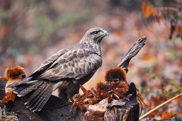 Buzzard perched on a branch