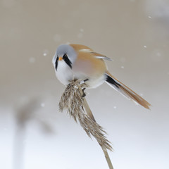 Bearded tit © Risto