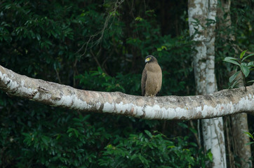 Crested Serpent Eagle resting on a perch