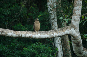Crested Serpent Eagle resting on a perch