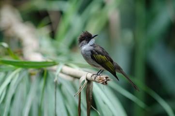 Ashy Bulbul perching on the branch
