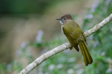 Mountain Bulbul ( Ixos mcclellandii ) in nature