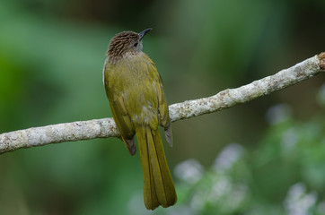 Mountain Bulbul ( Ixos mcclellandii ) in nature