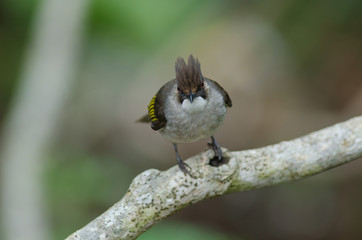 Ashy Bulbul perching on the branch