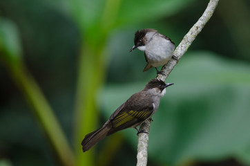 Ashy Bulbul perching on the branch