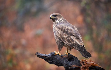 Buzzard perched on a branch