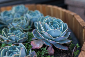 Photo of succulent