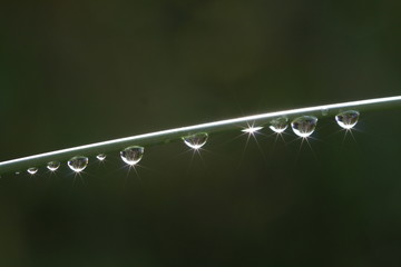 Rain drops on green stem in the sunshine, demonstrating the surface tension of water