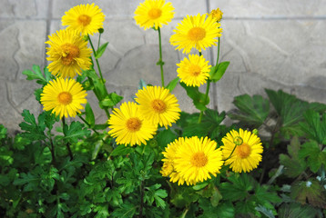 Beautiful aster flower