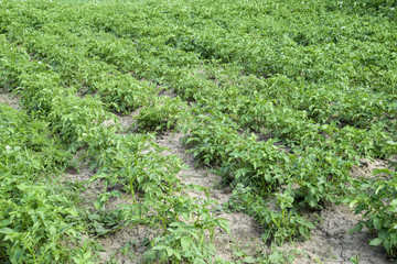 Fototapeta na wymiar Potato beds in the garden. Green tops of potatoes.