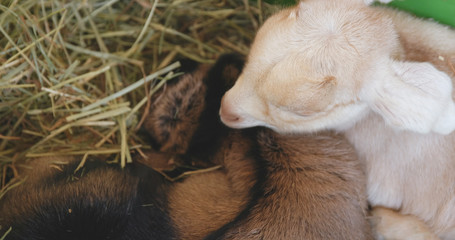 Sleeping baby goat