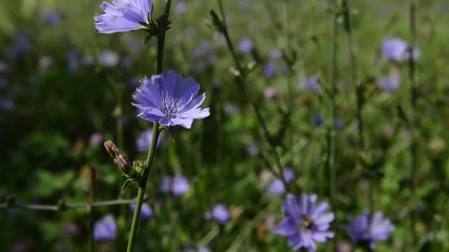 flower of chicory in the meadow waving by the wind.
