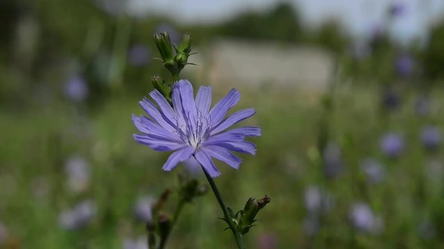 flower of chicory in the meadow waving by the wind.